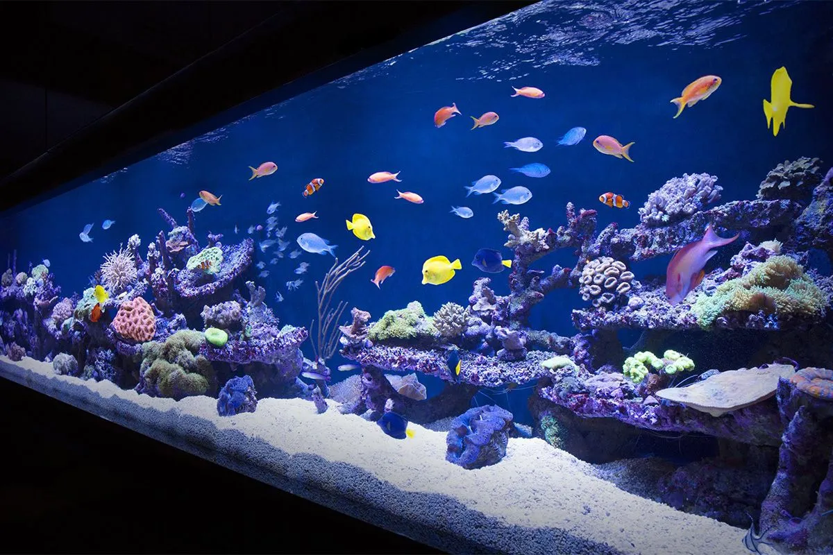 How Can I Make My Aquarium Look Natural?