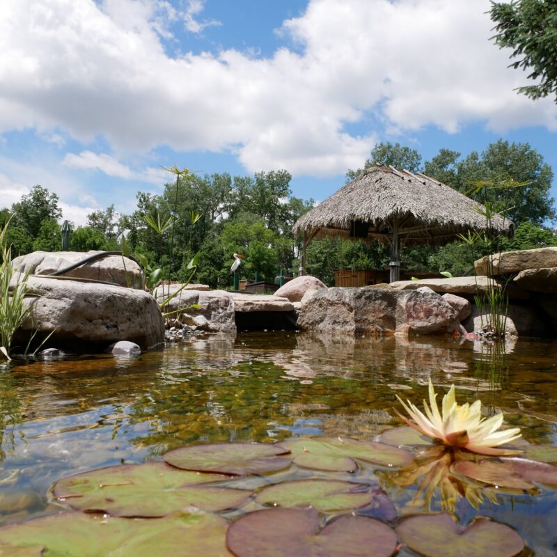 Natural Swimming Pool