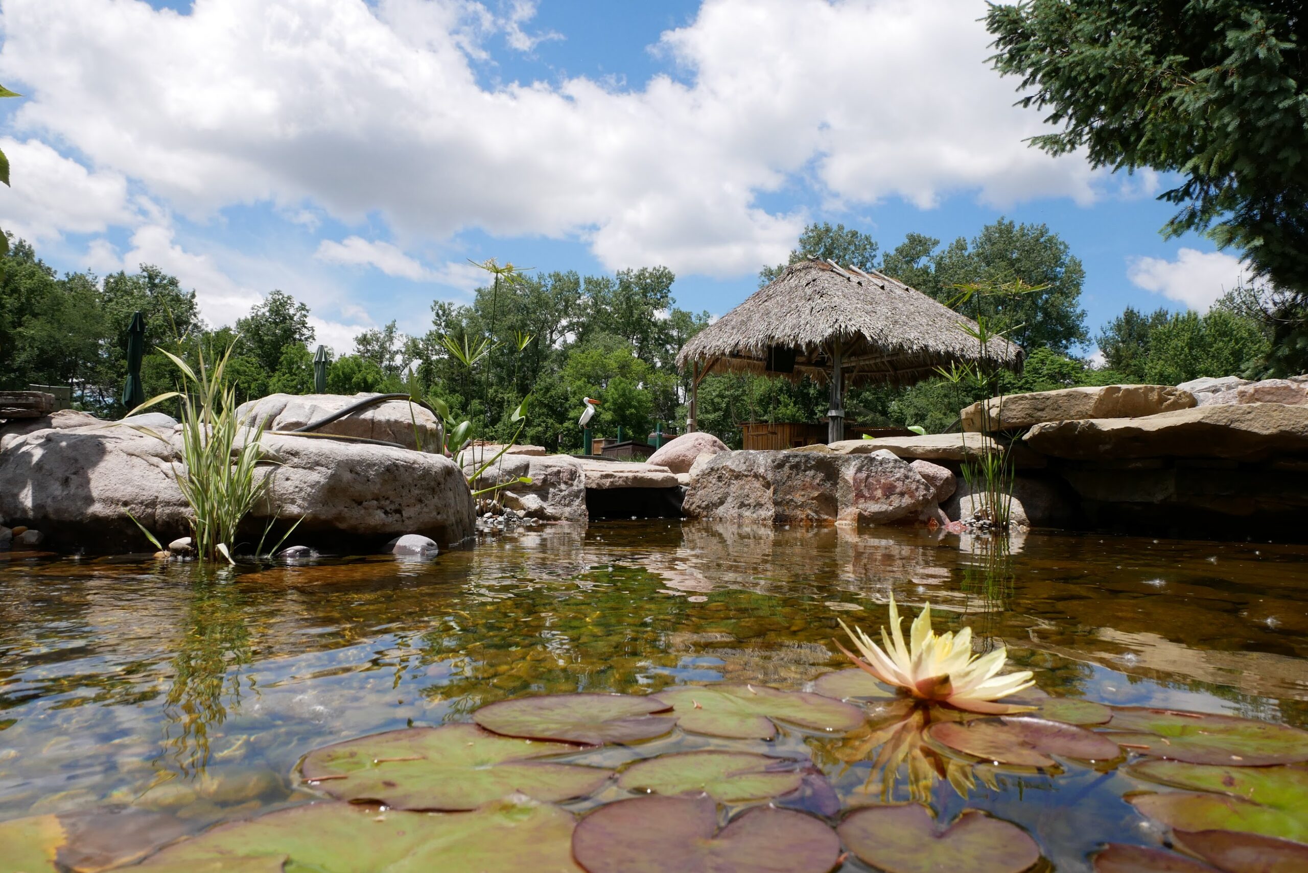 What Makes a Natural Swimming Pool Different in Toledo, OH